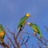 Wild Yellow-faced Parrots perch in a bare tree