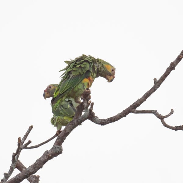 Wild Yellow-faced Parrots perch atop a tree