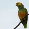 A wild Yellow-faced Parrot perches on a branch