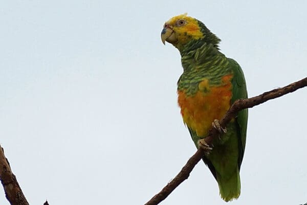 A wild Yellow-faced Parrot perches on a branch