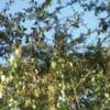 A wild Yellow-fronted Parrot feeds on Gymnosporia buxifolia leaves