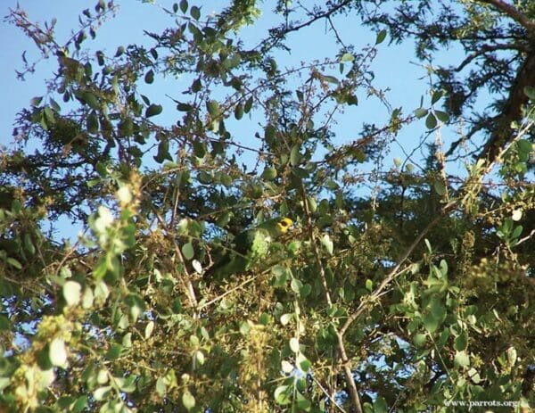 A wild Yellow-fronted Parrot feeds on Gymnosporia buxifolia leaves