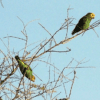 Wild Yellow-fronted Parrots perch in a tree