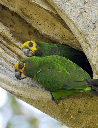 Yellow-fronted Parrot Research