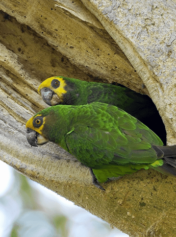 Yellow-fronted Parrot Research