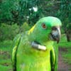 A Yellow-naped Amazon is fitted with a radio collar