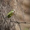 A wild Cliff Parakeet perches in a tree