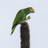 A wild Yellow-shouldered Amazon perches atop a cactus