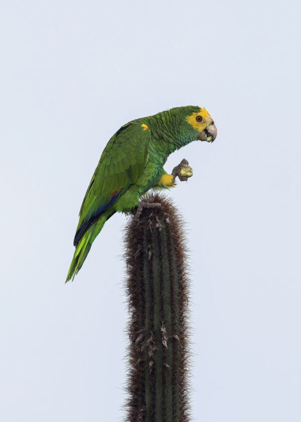 A wild Yellow-shouldered Amazon perches atop a cactus