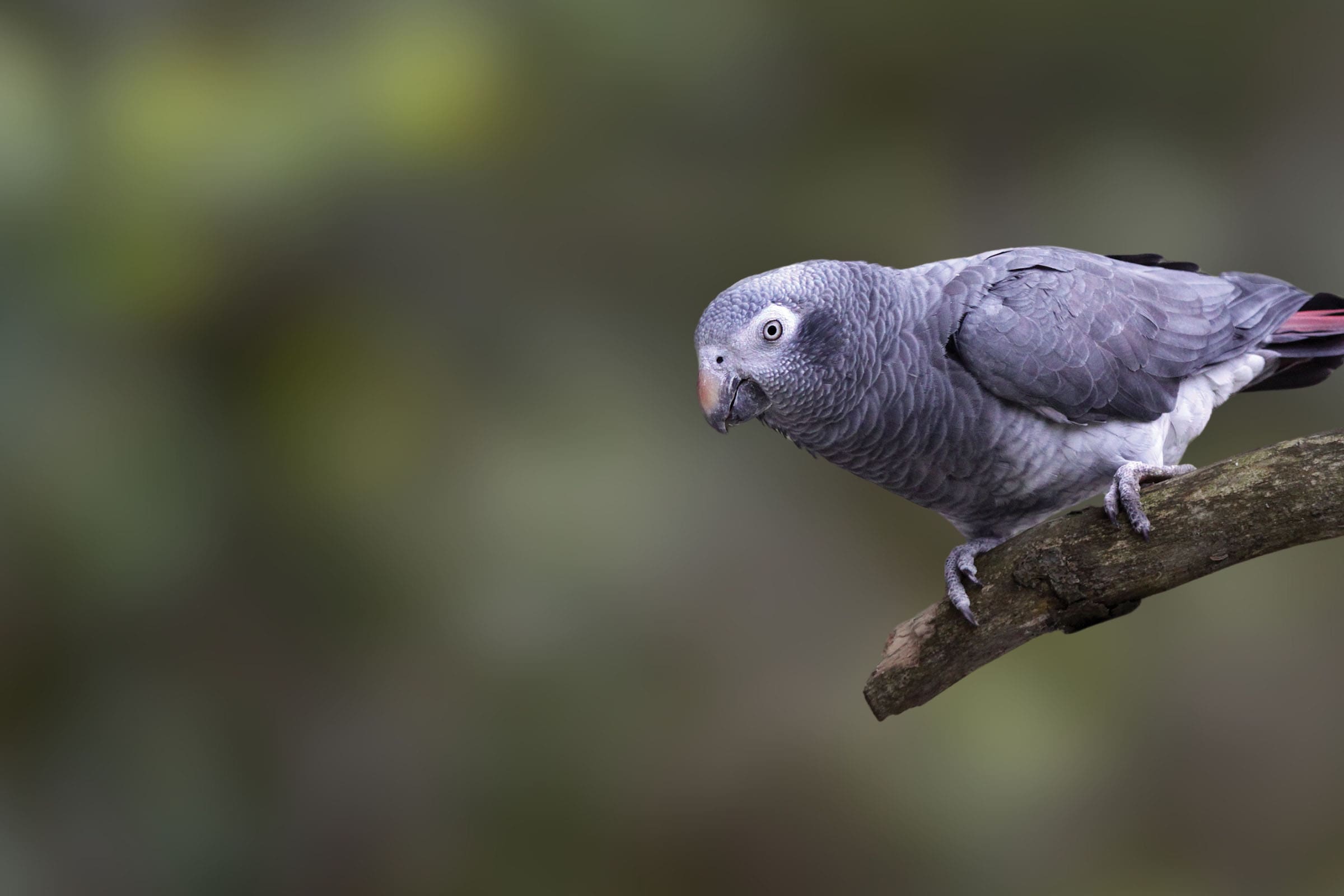 Wild Parrots: