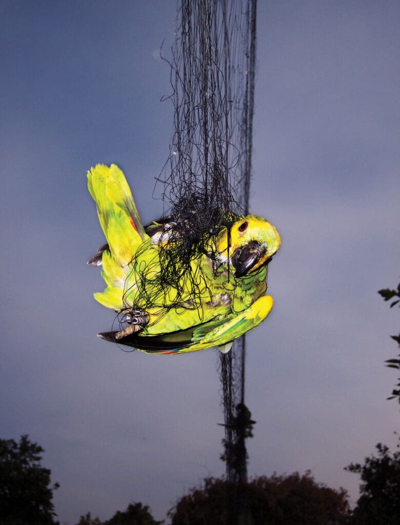 A wild Blue-throated Amazon becomes trapped in netting