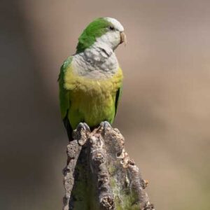 A wild Cliff Parakeet perches on a cactus