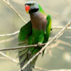 A wild Red-breasted Parakeet perches on a branch