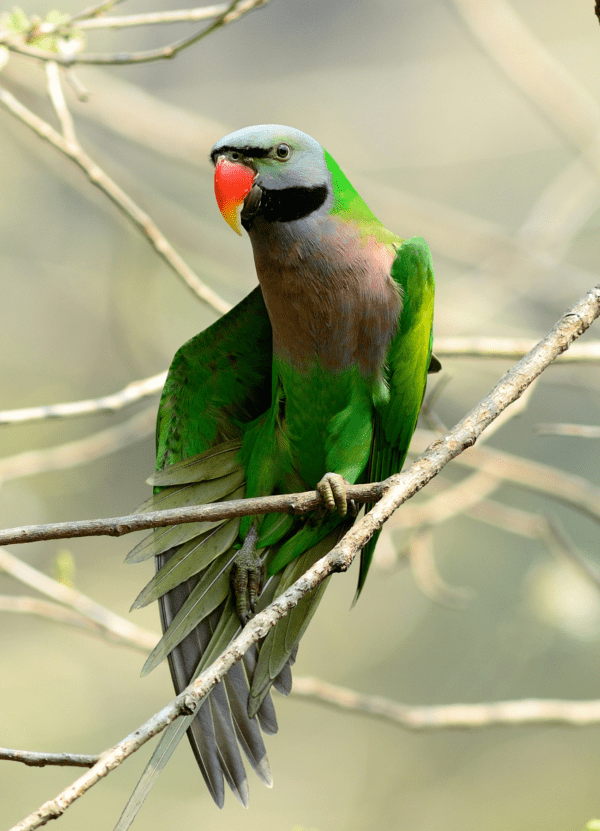 A wild Red-breasted Parakeet perches on a branch