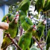 Puerto Rican Amazons in an enclosure in a breeding-for-release program