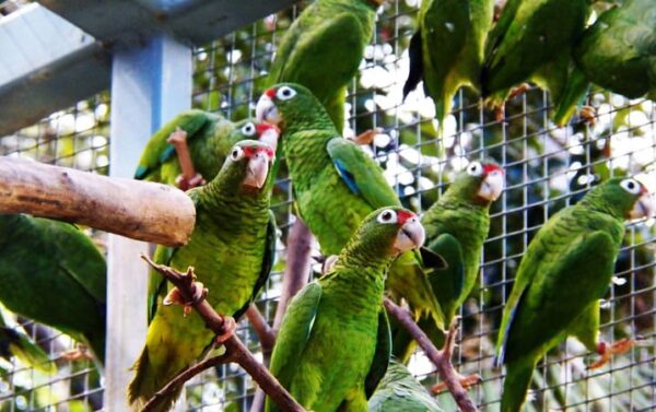 Puerto Rican Amazons in an enclosure in a breeding-for-release program