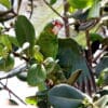 Puerto Rican Amazon in an outdoor flight