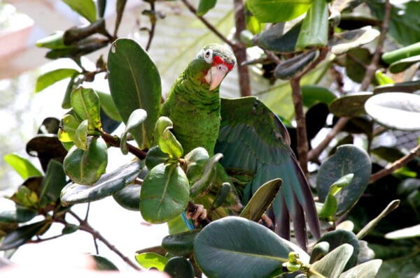 Puerto Rican Amazon in an outdoor flight