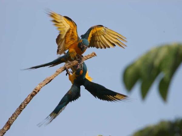 Blue-throated Macaws: Surveys and Fieldwork