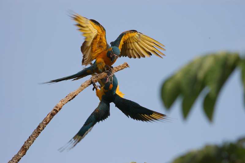 Blue-throated Macaws: Surveys and Fieldwork