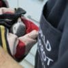 A rescued Timneh Parrot receives a health check by a WPT vet