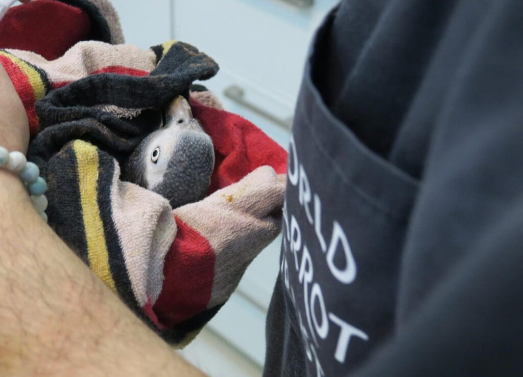 A rescued Timneh Parrot receives a health check by a WPT vet