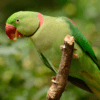 An Alexandrine Parakeet perches on a branch