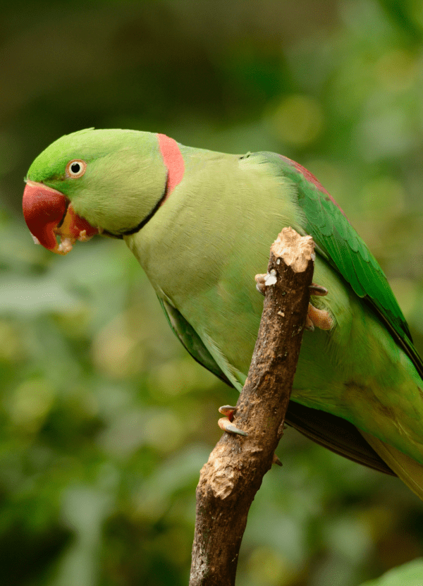 An Alexandrine Parakeet perches on a branch