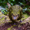 Wild Kākāpō 'Kenneth' sneaks through the forest