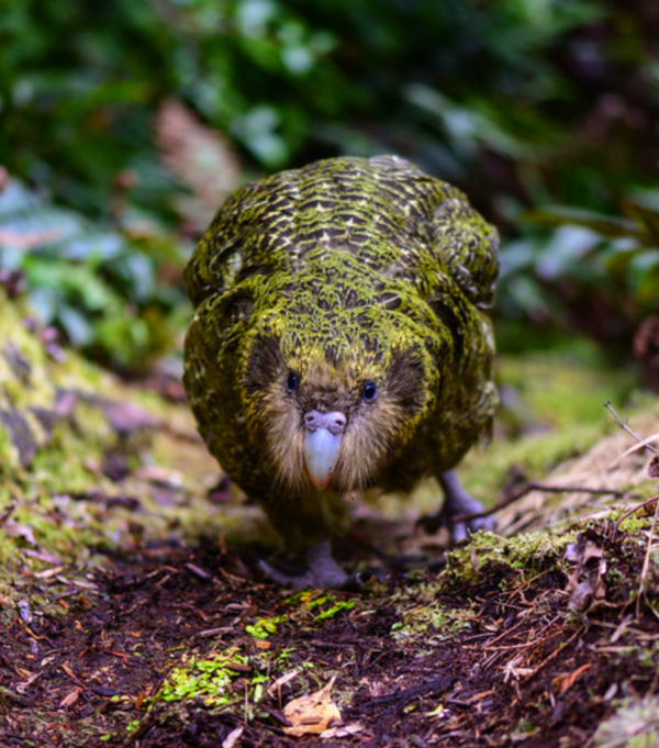 Wild Kākāpō 'Kenneth' sneaks through the forest