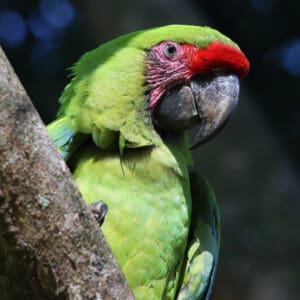 A wild Great Green Macaw perches on a limb