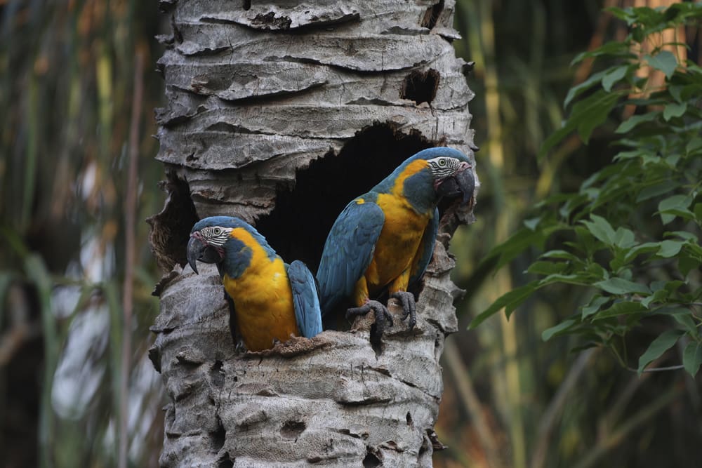 Blue-throated <br>Macaw<br>Conservation