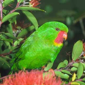 A closeup of a Red-throated Lorikeet