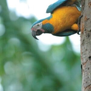 A wild Blue-throated Macaw clings to a tree trunk