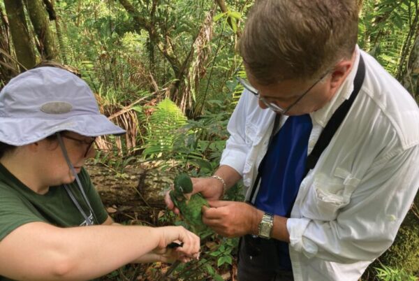 A researcher bands a Puerto Rican Amazon Parrot, Río Abajo