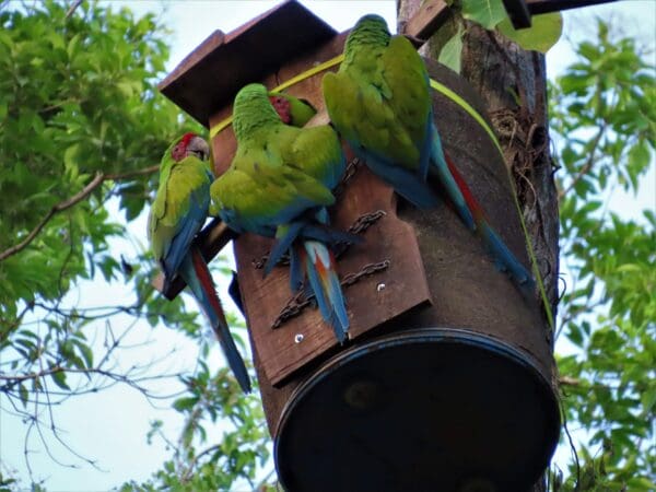 Great Green Macaws: Ara Manzanillo