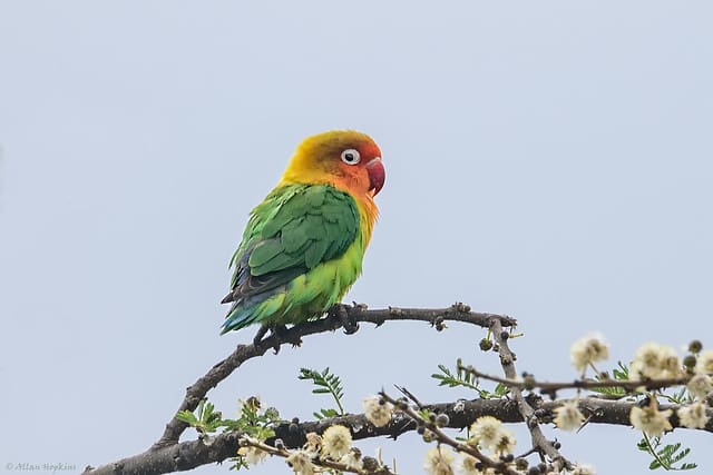 Africa Lovebird Conservation