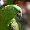 A Yellow-naped Amazon clings to a limb at Elmwood Park Zoo