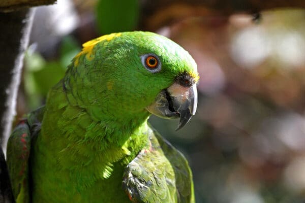 A Yellow-naped Amazon clings to a limb at Elmwood Park Zoo