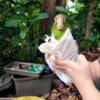 A Puerto Rican Amazon chick receives a health check