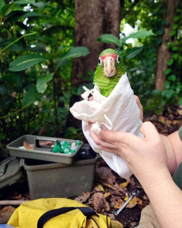 A Puerto Rican Amazon chick receives a health check