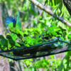 Wild Puerto Rican Amazons use supplemental feed stations in the weeks following Hurricane Maria at Río Abajo, Puerto Rico