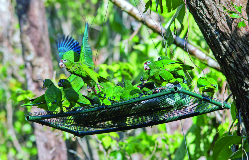 Wild Puerto Rican Amazons use supplemental feed stations in the weeks following Hurricane Maria at Río Abajo, Puerto Rico