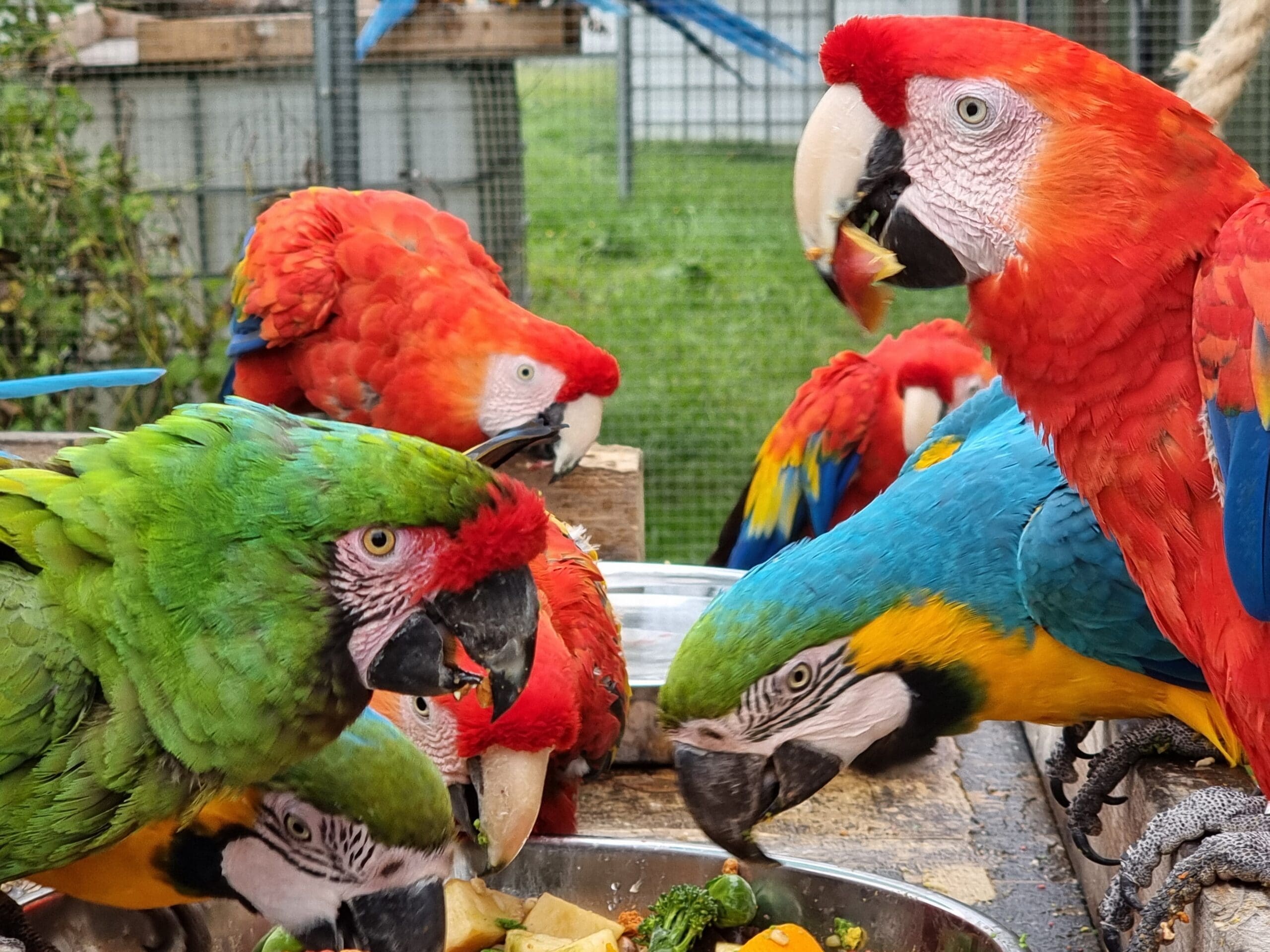 Kiwa Centre: Creating a Parrot Welfare Education Hub