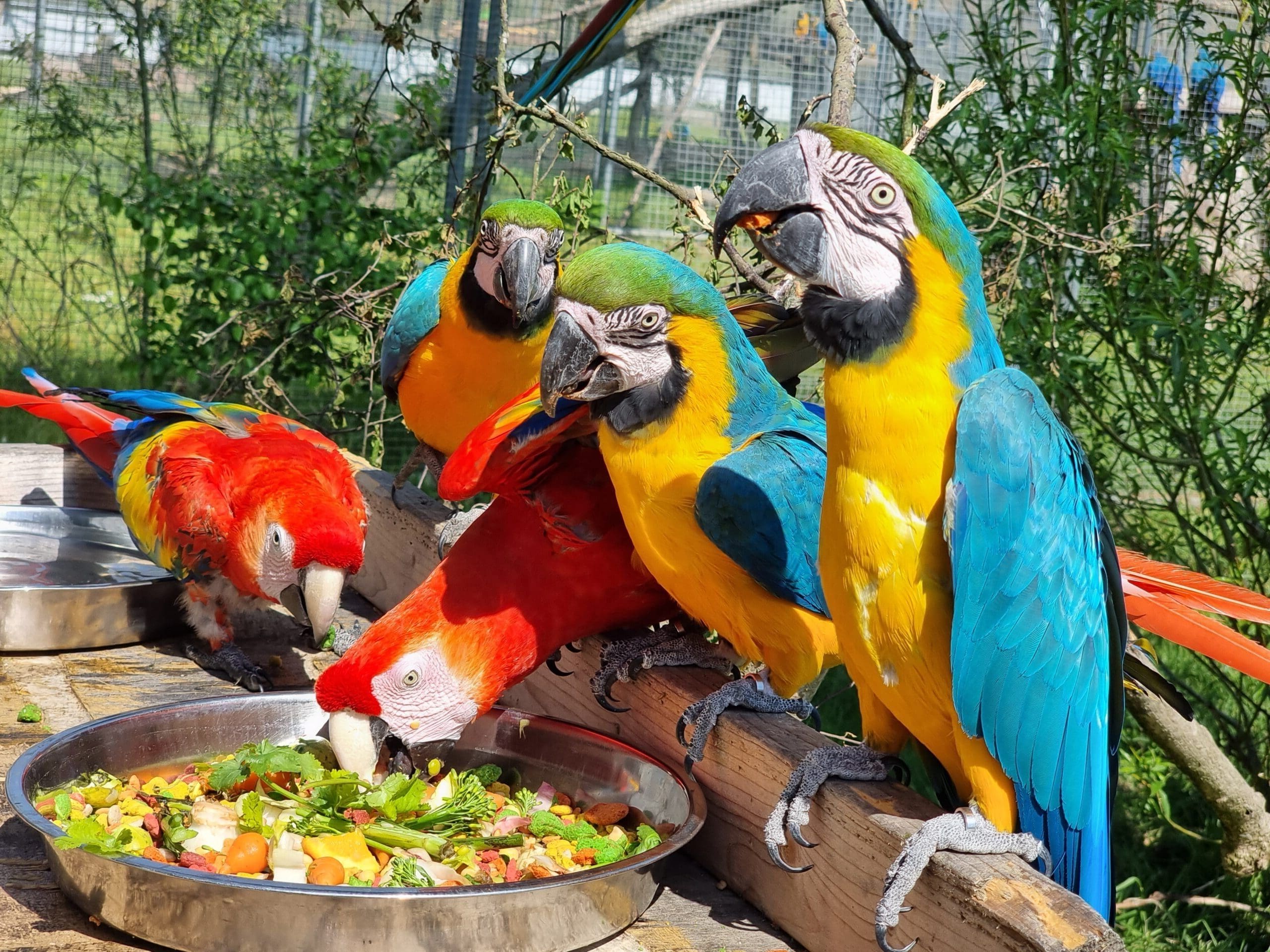 Kiwa Centre: Caring for Confiscated Parrots