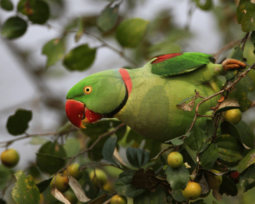 A wild Alexandrine Parakeet perches in a tree