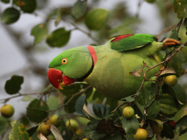 Asia’s Parakeets: Rescue from Illegal Trade