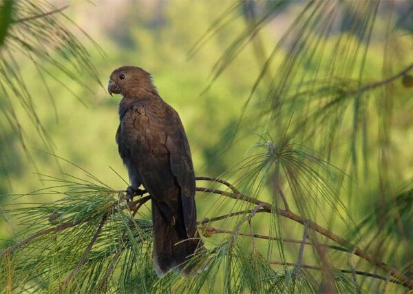 Seychelles Parrot Conservation Research