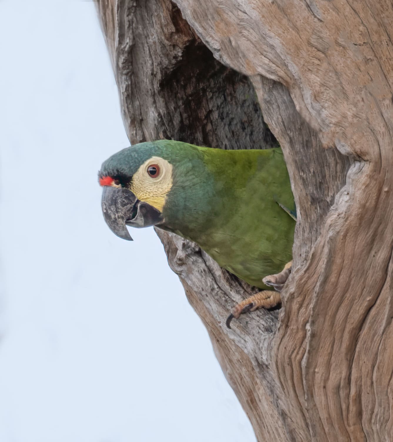 Blue-winged Macaw Research