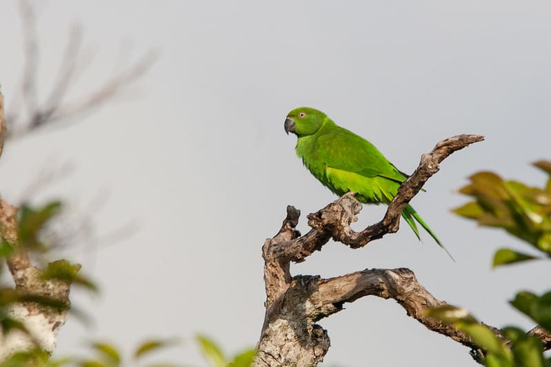 A wild female Echo Parakeet perches on a branch